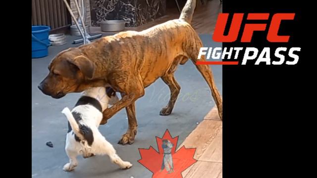 Dog fighting UFC смотреть онлайн
