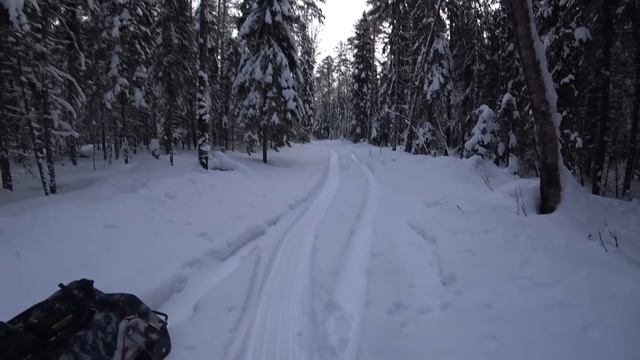 Лесорубы и не догадывались, какой сделали мне ПОДАРОК бросив ее в лесу!
