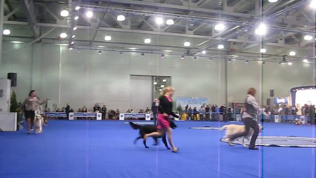 BIG.8 Group FCI. CACIB RUSSIA-2011 смотреть онлайн