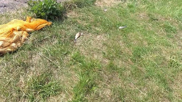 Ловля карася весной.Ужи воровали рыбу смотреть онлайн