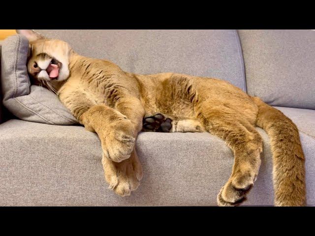 Самый сладкий сон у кошек! Пума Месси и его самые чудные позы для сна смотреть онлайн