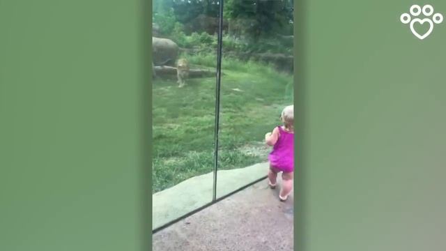 ЛЕВ НАПАДАЕТ НА РЕБЕНКА смотреть онлайн