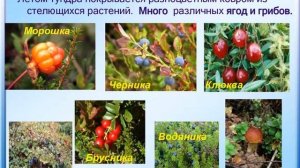 7 Растительный мир тундры