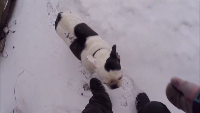 Амстаффтерьер и бульдоги 2 / Amstaff Terrier and Bulldogs 2 смотреть онлайн