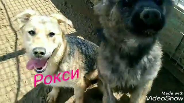 Рокси и Аиша, июль 27, Кожуховский приют смотреть онлайн