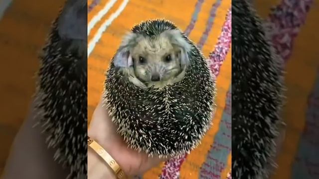 Очень Милый #Ежик пришел в гости??#мило #животные Cute #animals #hedgehog #hedgehogCameVisit? смотреть онлайн