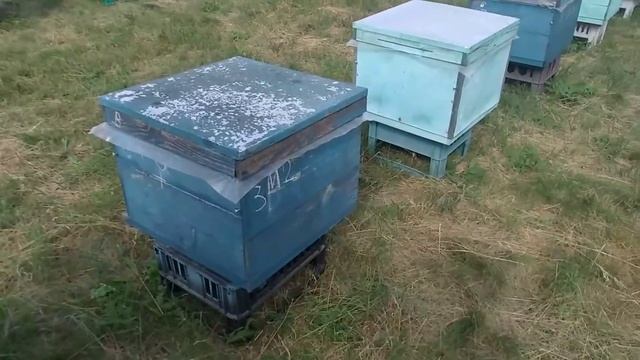 Замена маток в основных семьях. Отводки. смотреть онлайн