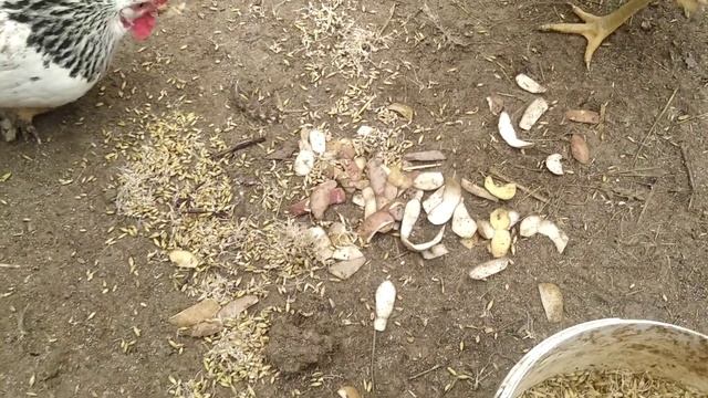 ЧТО НУЖНО ДАТЬ КУРАМ ЧТО БЫ ОНИ НЕСЛИСЬ ВСЮ ЗИМУ//АМРОКСЫ. смотреть онлайн