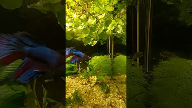 Рыбка петушок, тетрадон карликовый и гуппи. 25.01.2021 смотреть онлайн