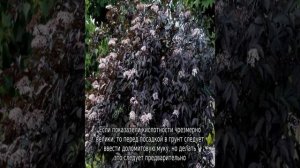 Бузина черная Блэк Бьюти: описание и характеристики сорта