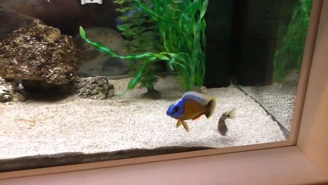 Protomelas Steveni Taiwan reef смотреть онлайн