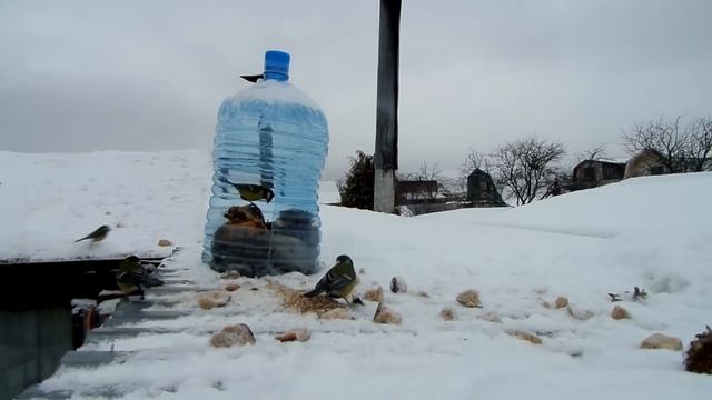 Простая кормушка для птицы своими руками | Синицы воробьи и сороки. смотреть онлайн