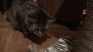 Рвота у кошки