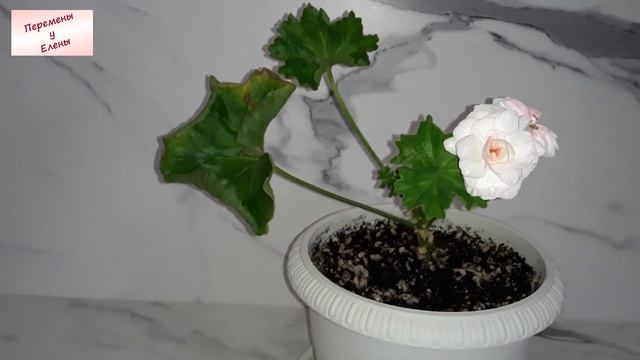 Первое цветение и аристократические капризы принцессы Грейс смотреть онлайн