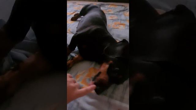 Цвет настроения "игривый"🙃 смотреть онлайн