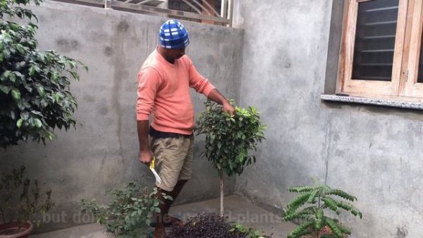 topiary shaping| topiary making| easy topiary garden ideas| plant shaping techniques| ficus design