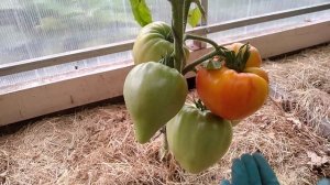 ? Томат - сорт оранжевый русский ?