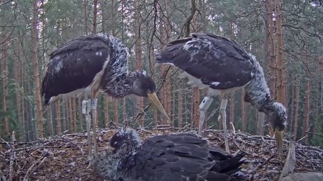 Черный аист .Аистенок наводит порядок у гнезде. смотреть онлайн
