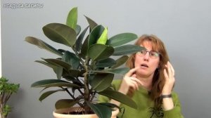 Формирование фикуса каучуконосного (ч.3).