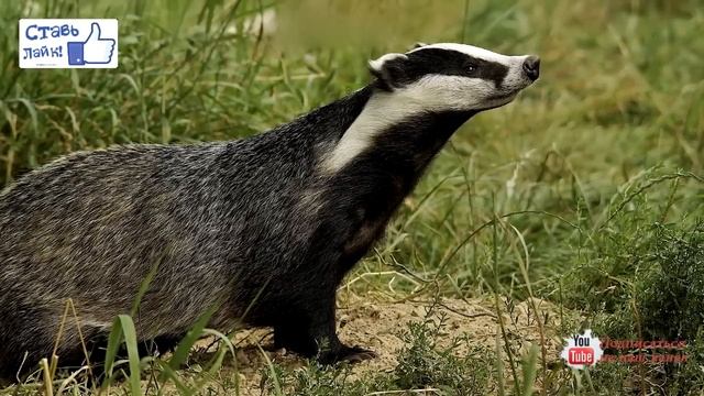 Барсук/Badger смотреть онлайн