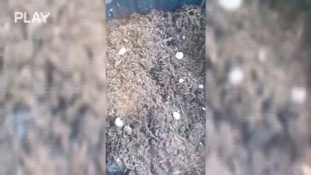 Посадка семян