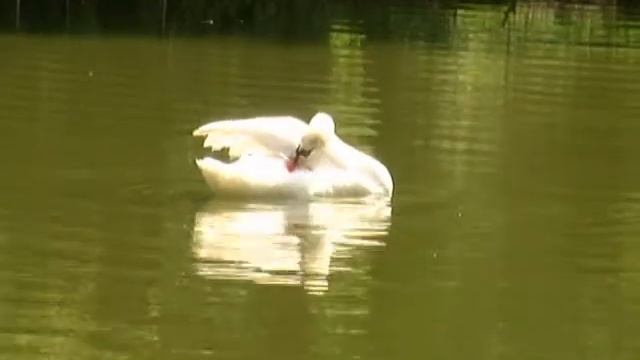 Дитячий світ. Як намалювати лебедя смотреть онлайн