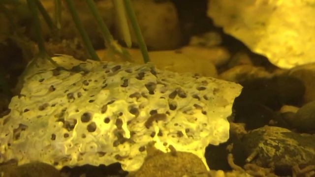 Стеклянный окунь, пополнение... смотреть онлайн