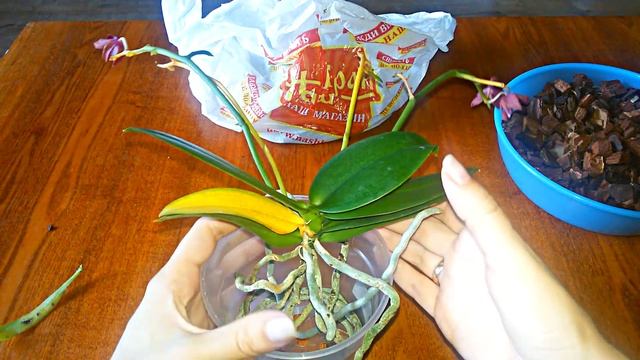 Пересадка орхидеи Феникс/ Phoenix/ Запихиваю воздушный корень смотреть онлайн