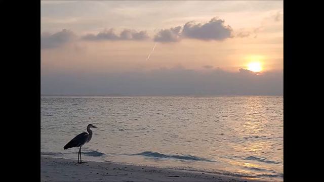 Jazzy jf vocal chante Sacha DIstel tu es le soleil de ma vie " images des Maldives" смотреть онлайн