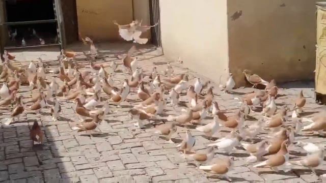 khan sab multan shirazi pigeons king rangeen kabootar смотреть онлайн