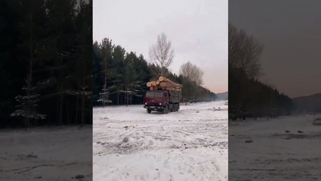 Алтайкедр -поставка круглого леса на производство смотреть онлайн