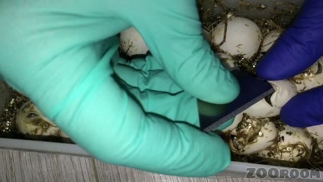 Разведение маисовых полозов. Часть 4: Вылупление малышей и вскрытие яиц смотреть онлайн