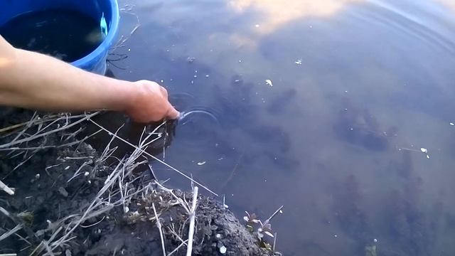 как правильно нужно зарыбить пруд!!!! смотреть онлайн