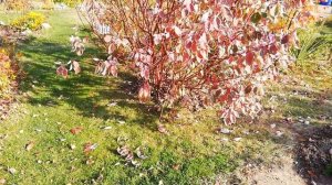 Как обрезать дерен? Как его омолодить? 1 часть.