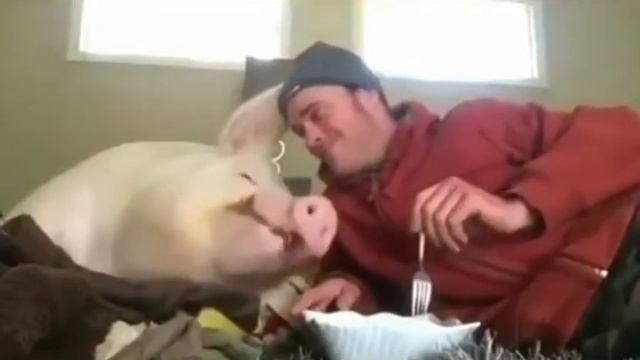 Год свиньи) смотреть онлайн