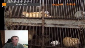 Прямая трансляция пользователя НУТРИЯ ДЛЯ НАЧИНАЮЩИХ Просто Андрей