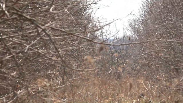 Глоток чистого воздуха  Первоцветы