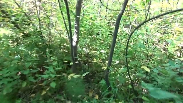 Поиск золота на ядовитой речке. Главное, что живой остался! смотреть онлайн