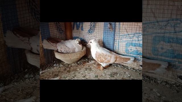 Biggest Fancy pigeon ?️ Farm in the world, Kabooter, Fancy Kabooter Farm|D1 Birds| смотреть онлайн