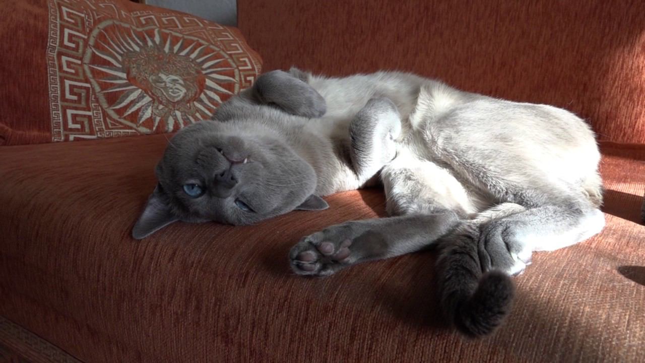 Котариус в лучах первого мартовского солнца