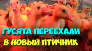 Гусята переехали в новый птичник ! [Жизнь в деревне]