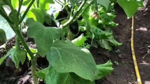 ? Обзор на Баклажан  ?  " Щелкунчик" F1 от Русского огорода.