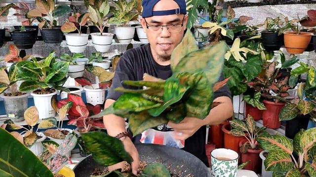 TANAM BONGGOL AGLAONEMA TANPA AKAR - MEDIA TANAH SOLUSINYA смотреть онлайн