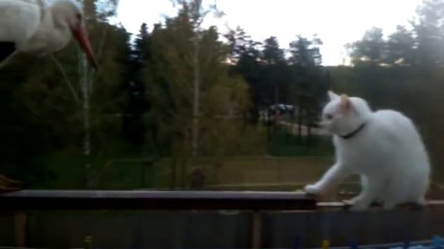 кот против аиста смотреть онлайн