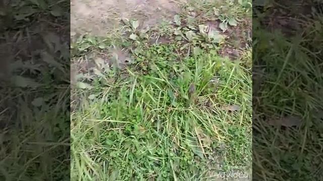Мой брат смотреть онлайн