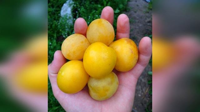Алыча Злато Скифов смотреть онлайн