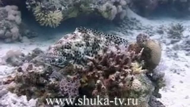 Груперы Красного моря смотреть онлайн