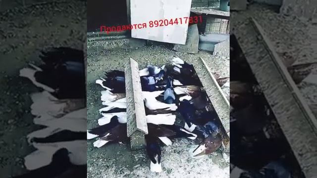 Продам +79204417831, "Николаевских голубей". смотреть онлайн