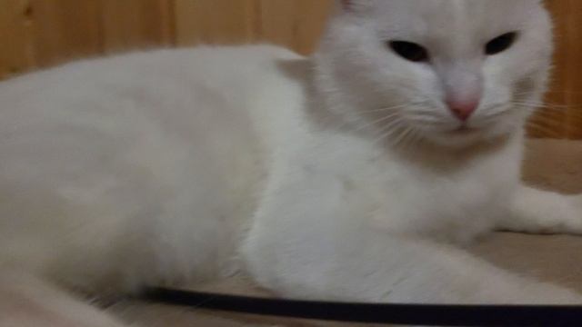 уборка кота