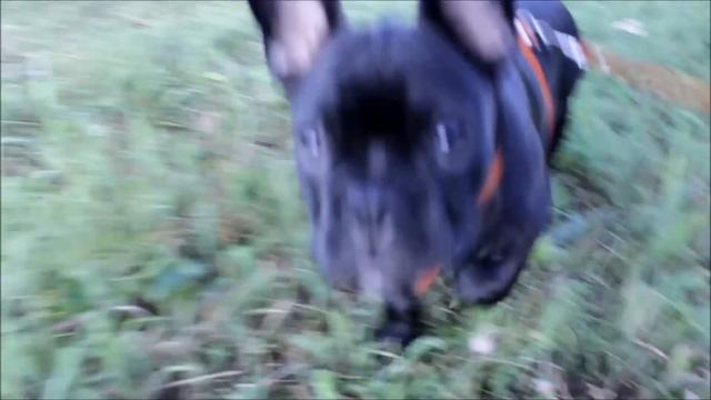 Французский бульдог смотреть онлайн